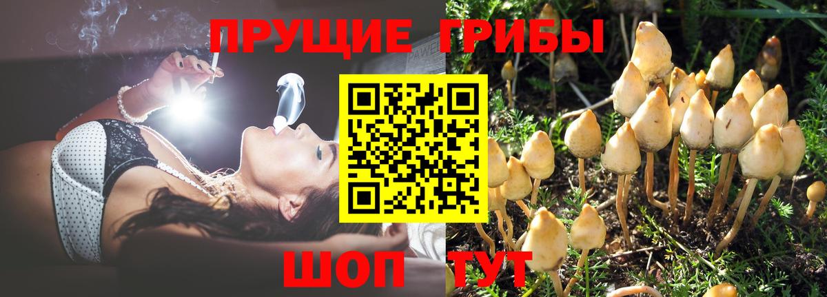Галлюциногенные грибы мицелий  Псилоцибиновые грибы Psilocybe  Иваново  Вход с VPN 